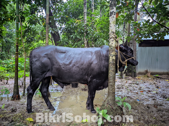 এই সার গরুটি বিক্রি করা হবে।